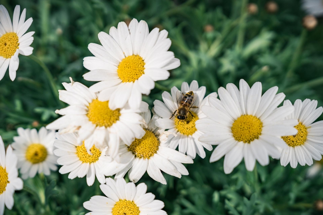 Bienen auf weißen Margeritenblüten