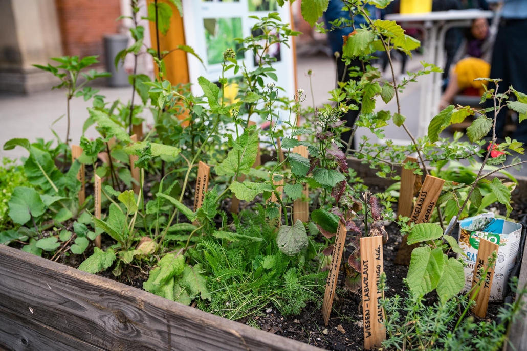 Kräutergarten mit verschiedenen Pflanzen.