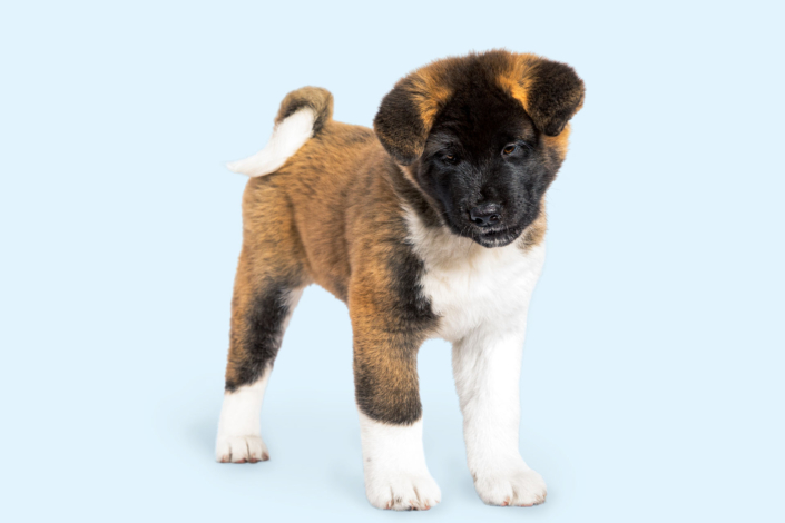 Hundefotografie München