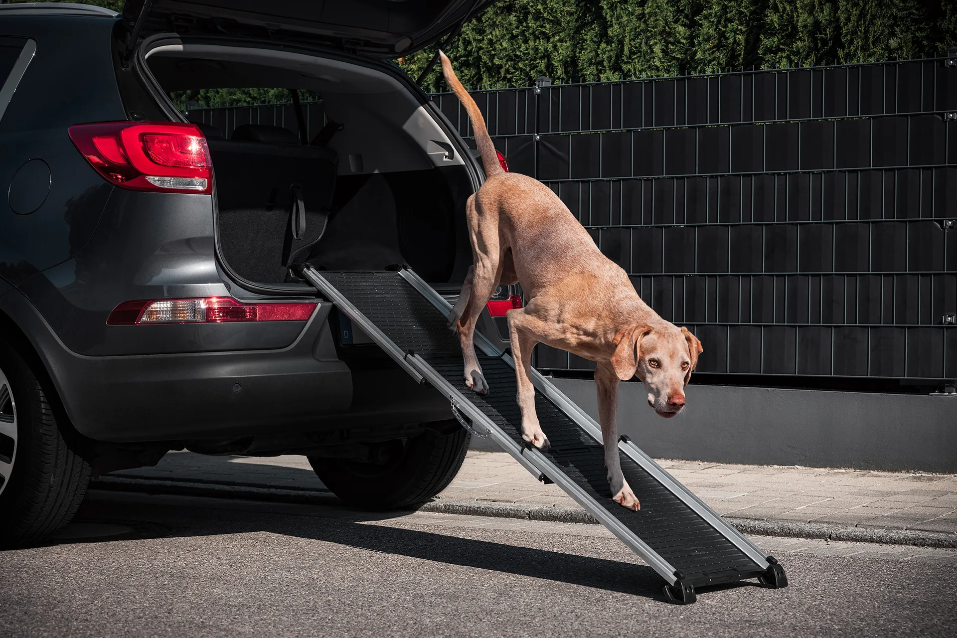 Hunde Rampe mit Hund