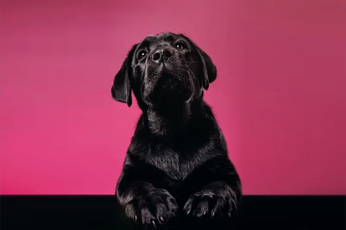 Hundefotografie München