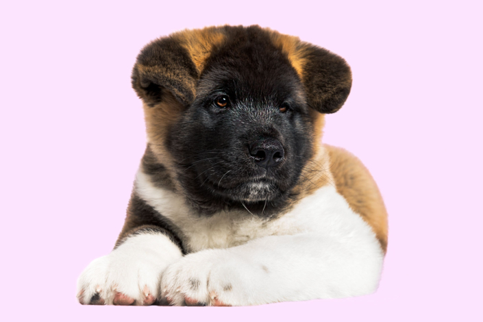 Hundefotografie in München -