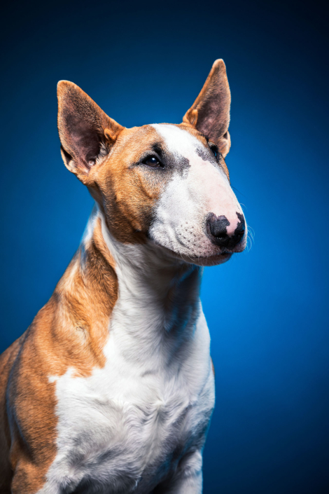 Hundefotografie in München -