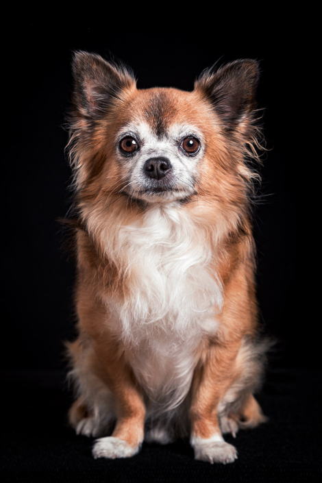 Hundefotografie in München -