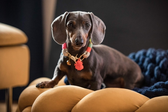 Hundefotografie München