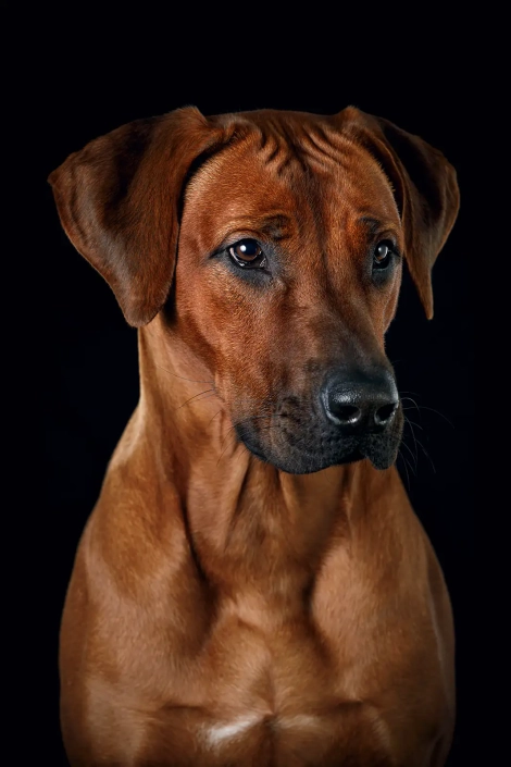 Hundefotografie in München -