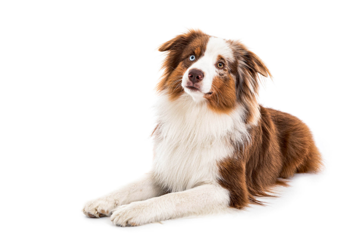 Hundefotografie in München -