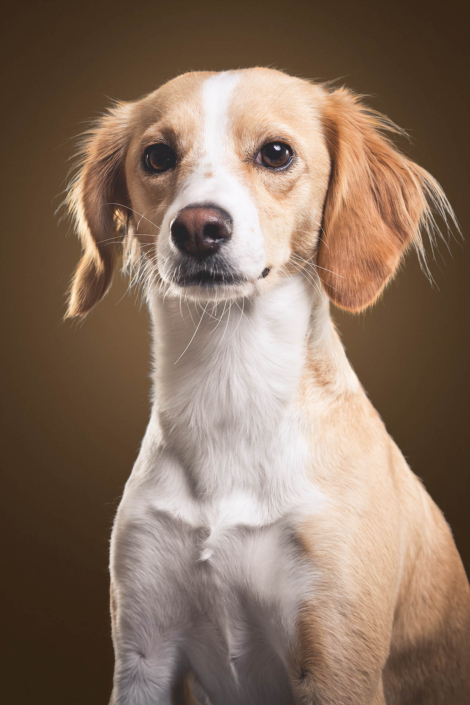 Hundefotografie in München -