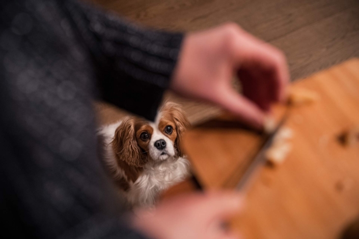 Hundefotografie in München -