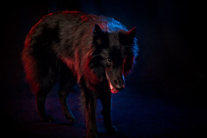 Hundefotografie in München -