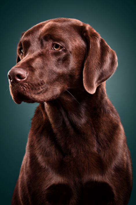 Hundefotografie in München -