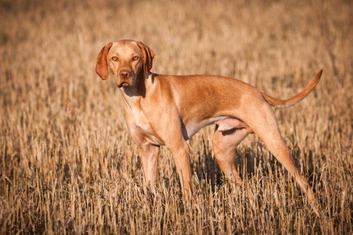 Hundefotografie in München -