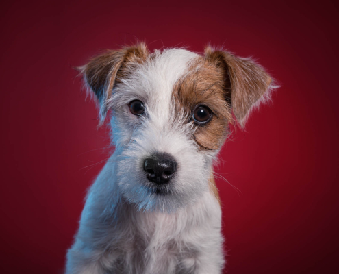 Hundefotografie in München, Hunde Fotograf München, Hundeportrait,