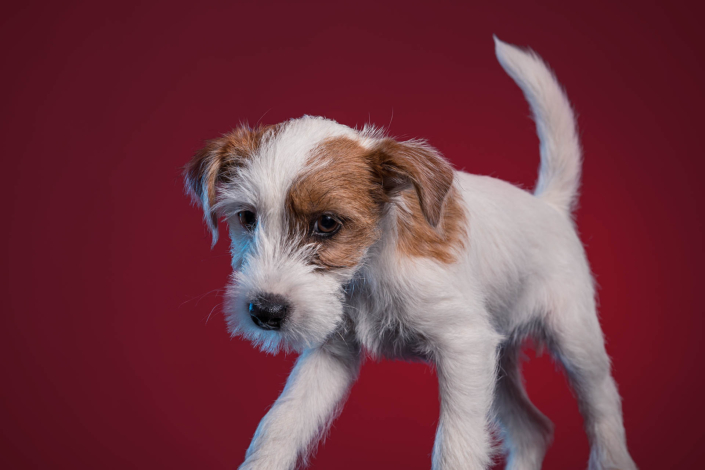 Hundefotografie in München -