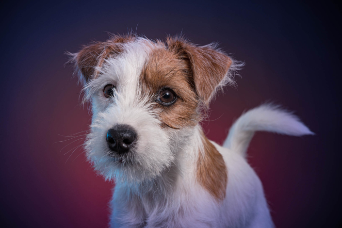 Hundefotografie in München -