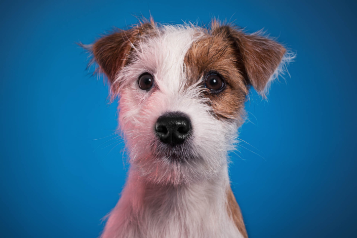 Hundefotografie München