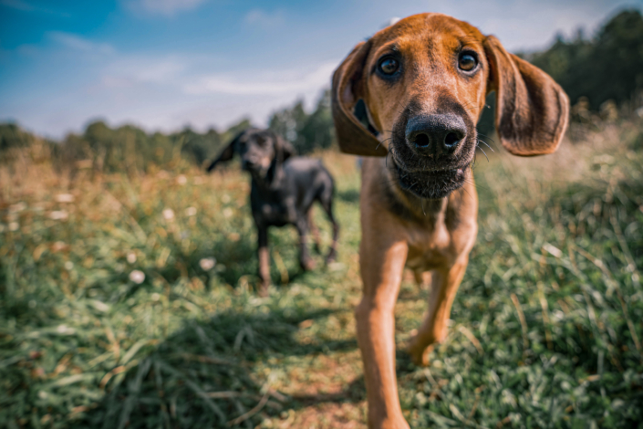 Hundefotografie in München -