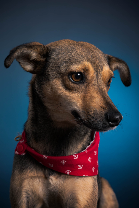 Hundefotografie in München -