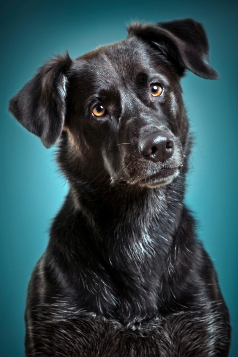 Hundefotografie in München -