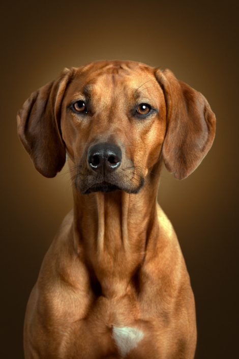 Hundefotografie in München -