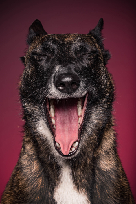 Hundefotografie in München -