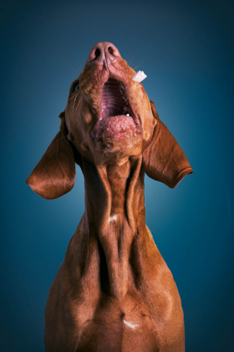 Hundefotografie in München -