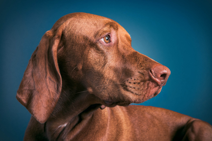 Hundefotografie in München -