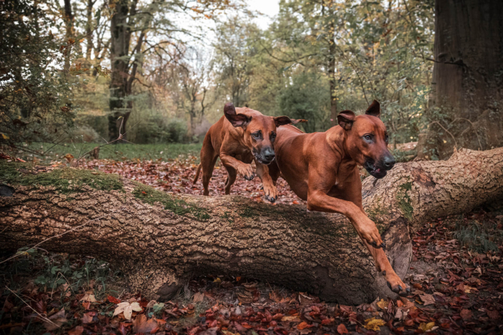 Hundefotografie in München -