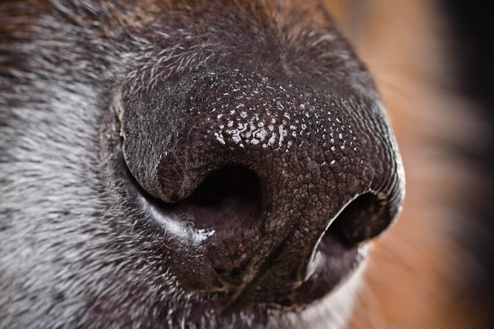 Hundefotografie in München -
