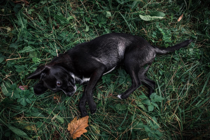 Hundefotografie in München -