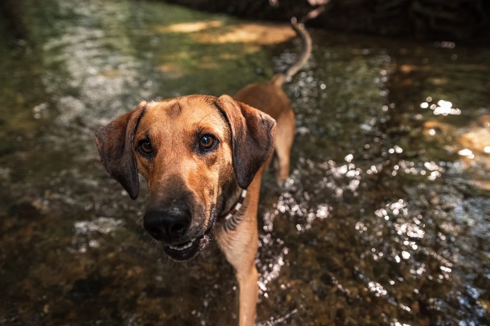 Hundefotografie in München -