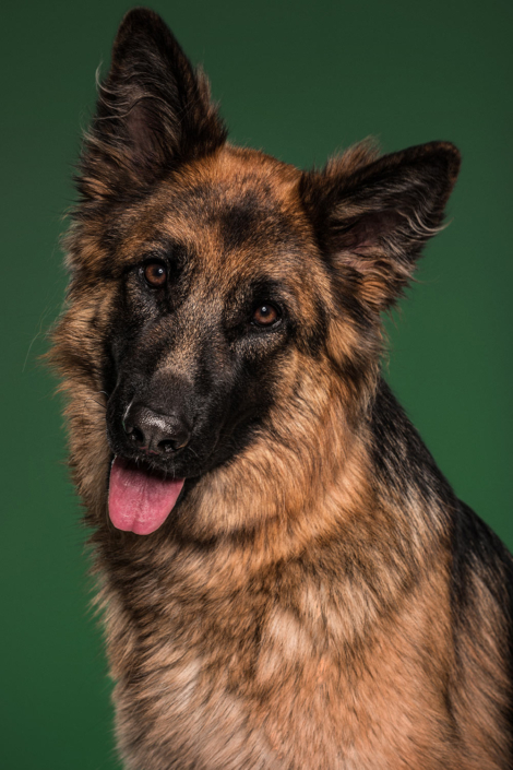 Hundefotografie in München -