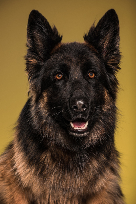 Hundefotografie in München -