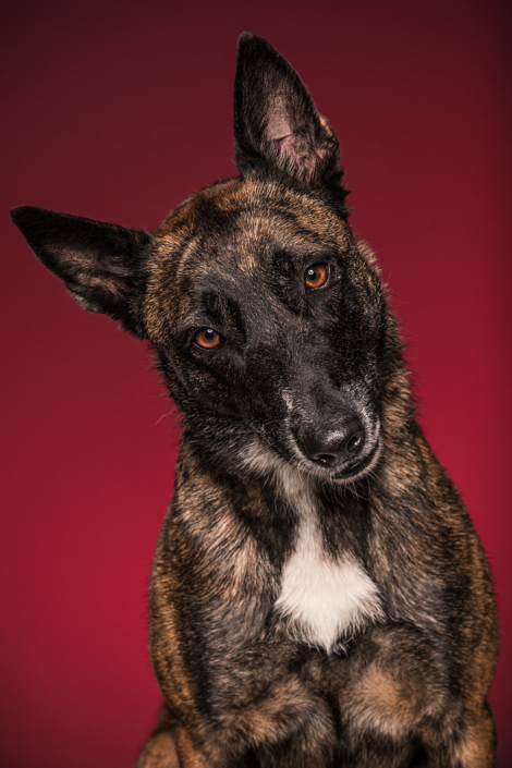 Hundefotografie in München -