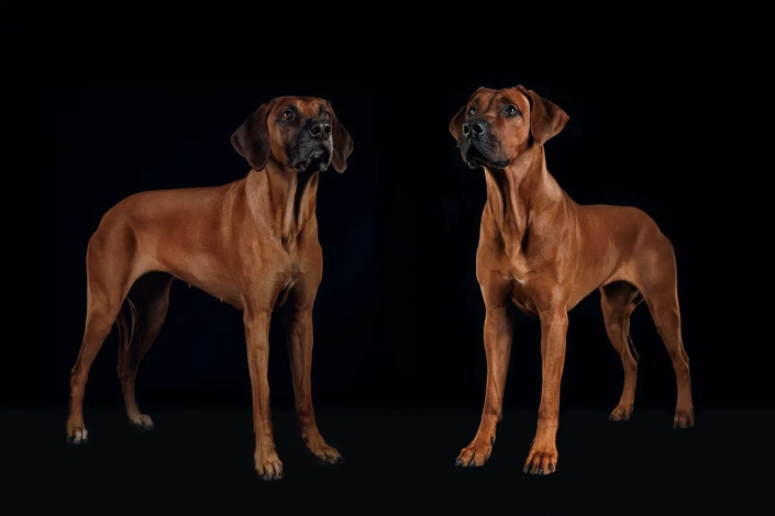 Hundefotografie in München -