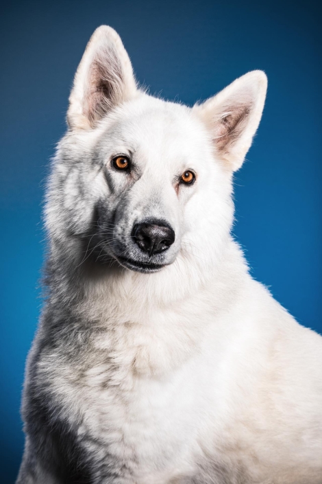 Hundefotografie in München -