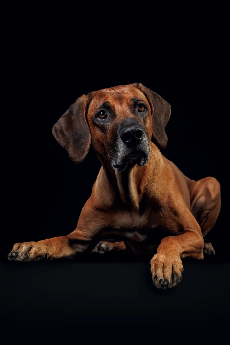 Hundefotografie in München -