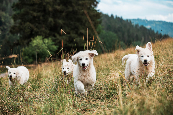 Hundefotografie in München -