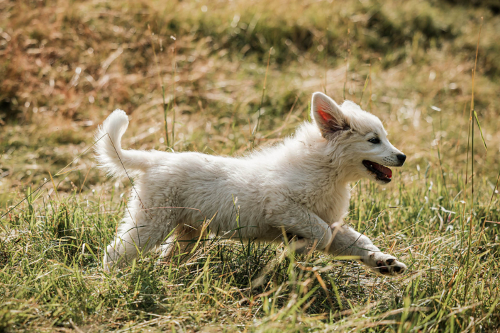 Hundefotografie in München -