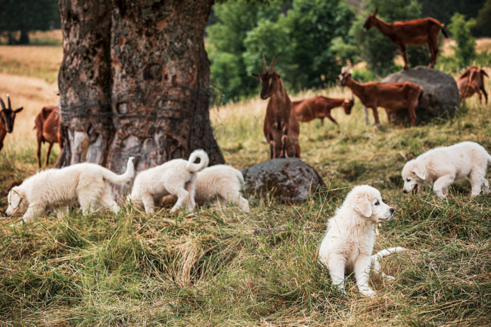 Hundefotografie in München -