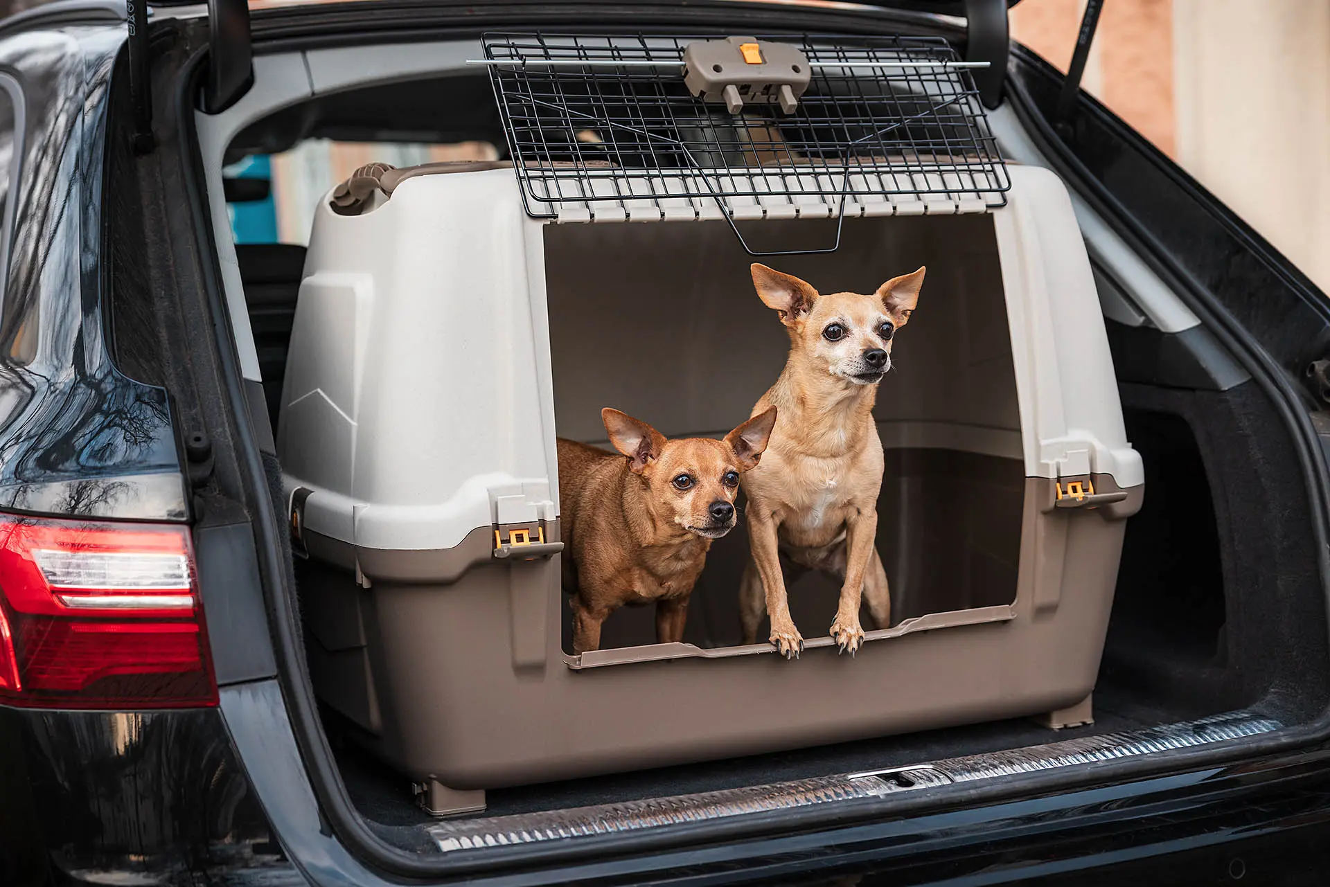 Hunde Produktfotografie München